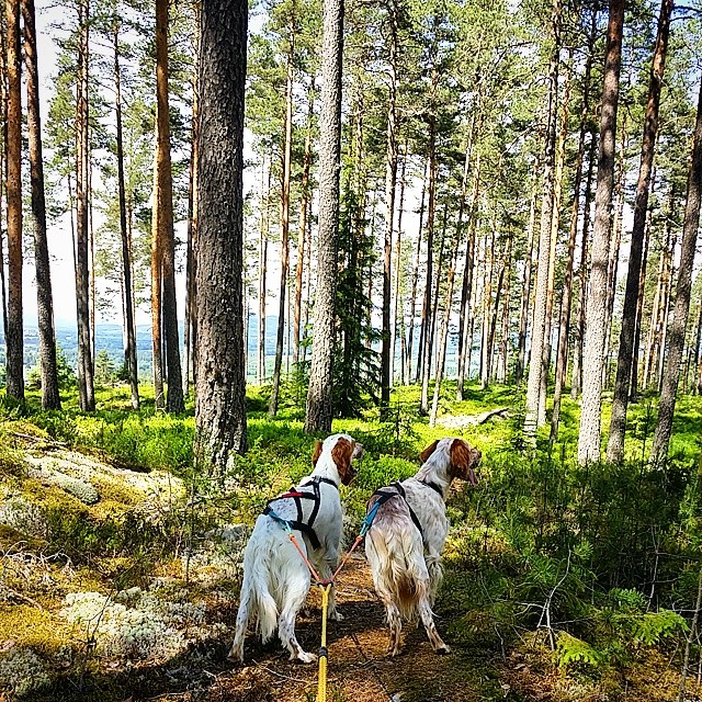 I love to walk in the forest with my boys on days like this :)