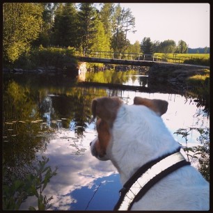 Eveningwalk to my favorit swimmingspot:) #Åuståa #
