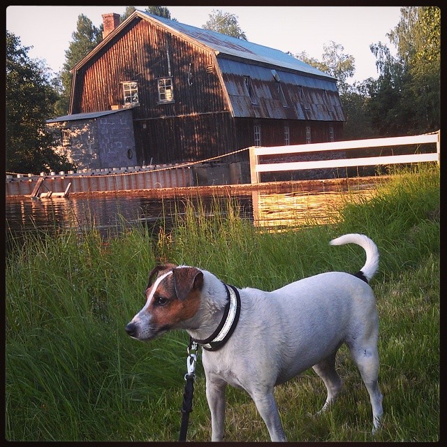 Eveningwalk including swimming at the old mill, Haugsmølla.