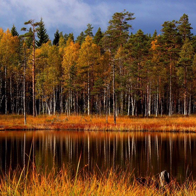 From "Jakopstjernet", a small pond in the woods. Finnskogen, Åsnes, Norway