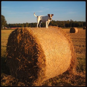 Look Dad, I'm the boss of the hay bale:) #mittÅsnes #