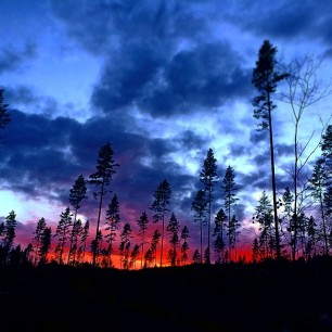 Fantastska ögonblick i skogen