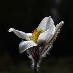 Nå blomstrer mogopen! Denne nydelige, myke blomsten som titter opp på tørre furumoen har alltid fasinert meg. Spring Pasque flower (Pulsatilla vernalis) from Finnskogen. Norway