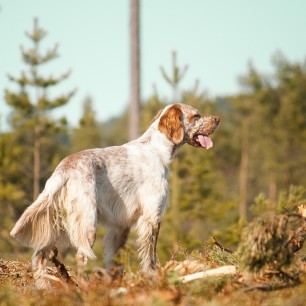 Bris at our three hour walk this weekend, taking a look over his kingdom :)